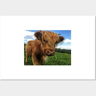 Scottish Highland Cattle Calf 2012 Posters and Art